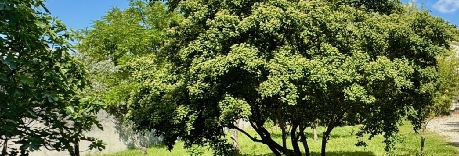 Terrain  950 m² à vendre à Aubignan (84810)