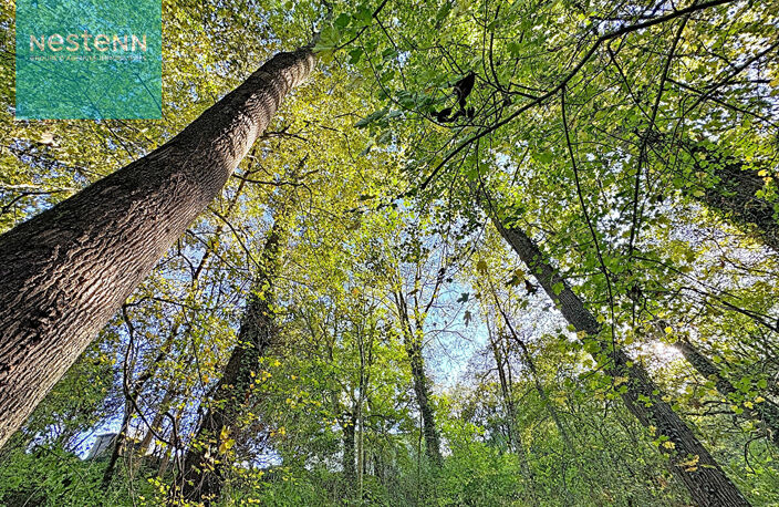 Terrain à vendre 776m2 au coeur de Venerque 31810 — photo 3