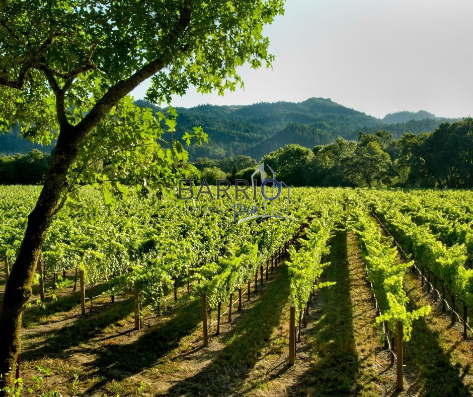 Autres  à vendre Banyuls-sur-Mer 66650