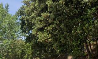 Terrain  1246 m² à vendre à Bollène (84500)