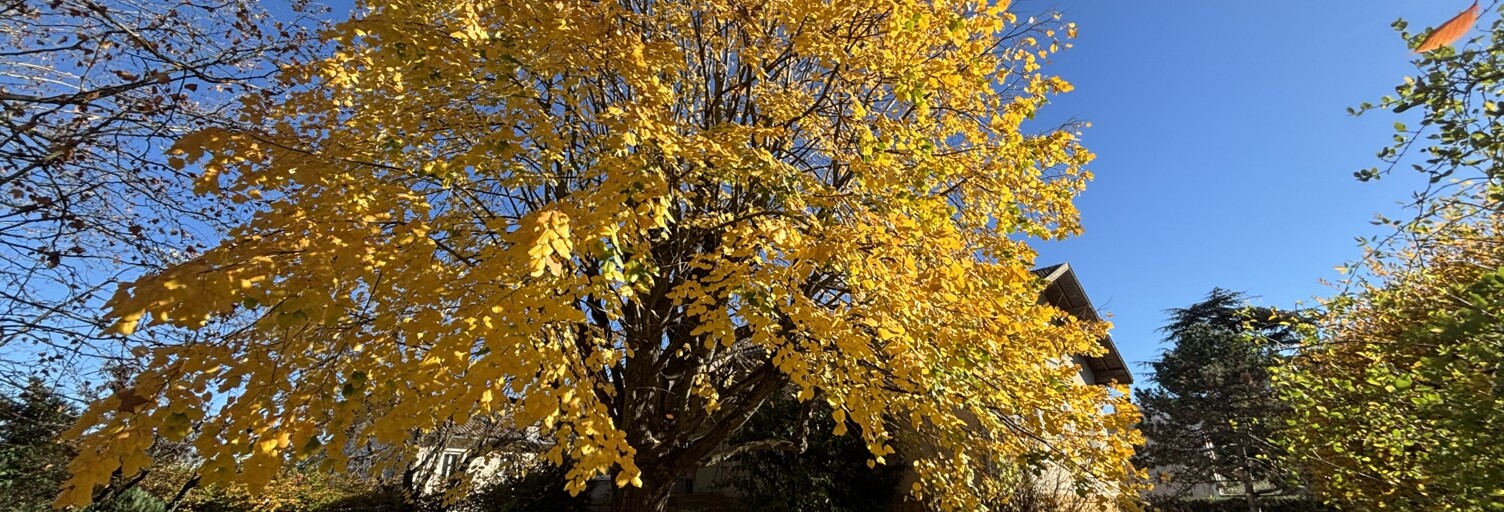 Maison 7 Pièces 260 m² à vendre à Limas (69400)