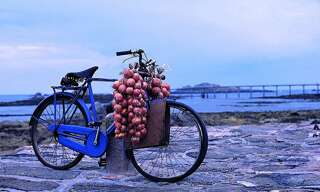 Terrain  310 m² à vendre à Roscoff (29680)