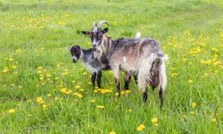 Maison 9 Pièces 250 m² à vendre à Vittel (88800)