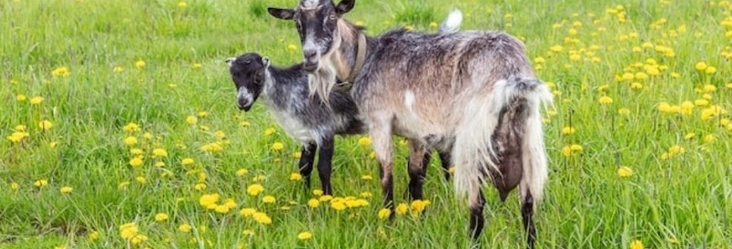 Maison 9 Pièces 250 m² à vendre à Vittel (88800)