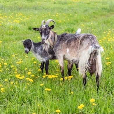 Maison 9 pièces 120000 €