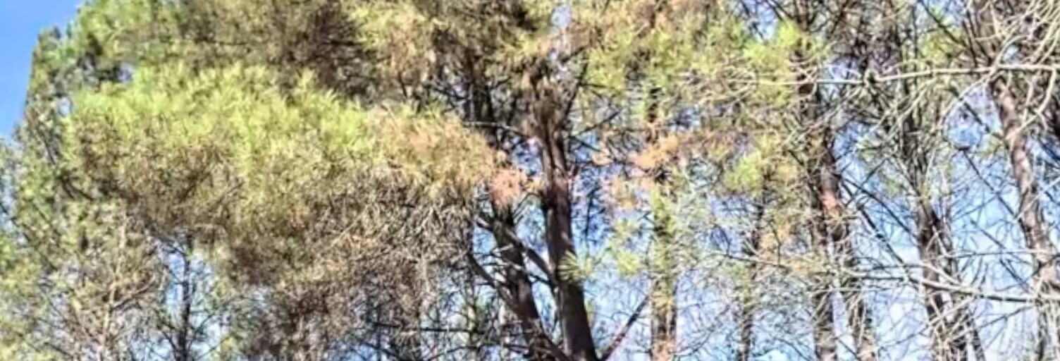 Terrain  270000 m² à vendre à Saint-Barthélemy-de-Bellegarde (24700)