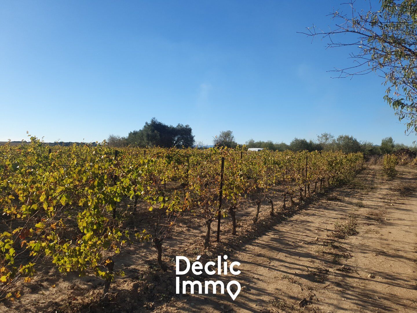 Terrain  à vendre Servian 34290