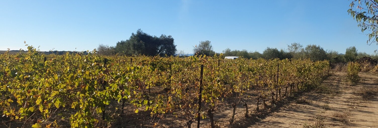 Terrain   m² à vendre à Servian (34290)