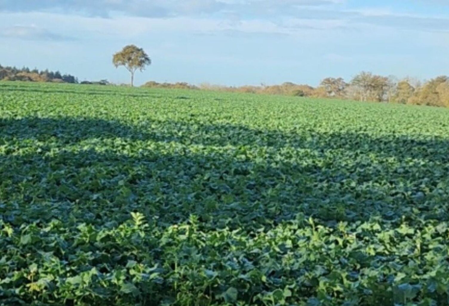 Terrain au calme en pleine campagne — photo 1