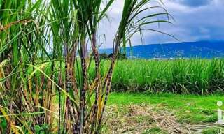 Terrain  11990 m² à vendre à Saint-Paul (97422)