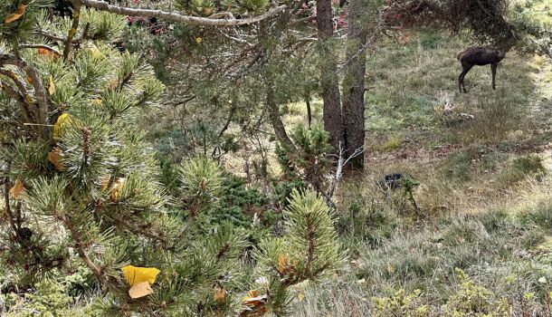 Terrain  à vendre Font-Romeu-Odeillo-Via 66120