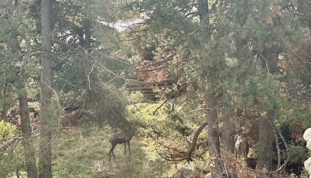 Terrain  à vendre Font-Romeu-Odeillo-Via 66120