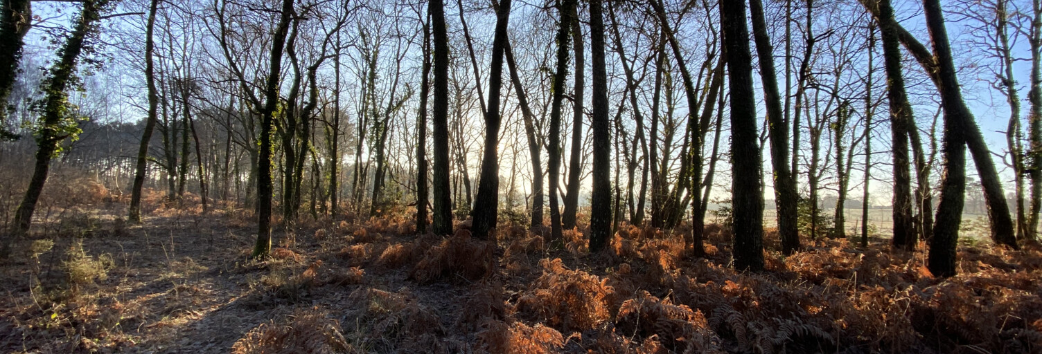 Terrain  4500 m² à vendre à Saint-Christoly-de-Blaye (33920)