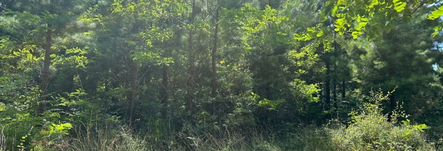 Terrain  71120 m² à vendre à Rion-des-Landes (40370)