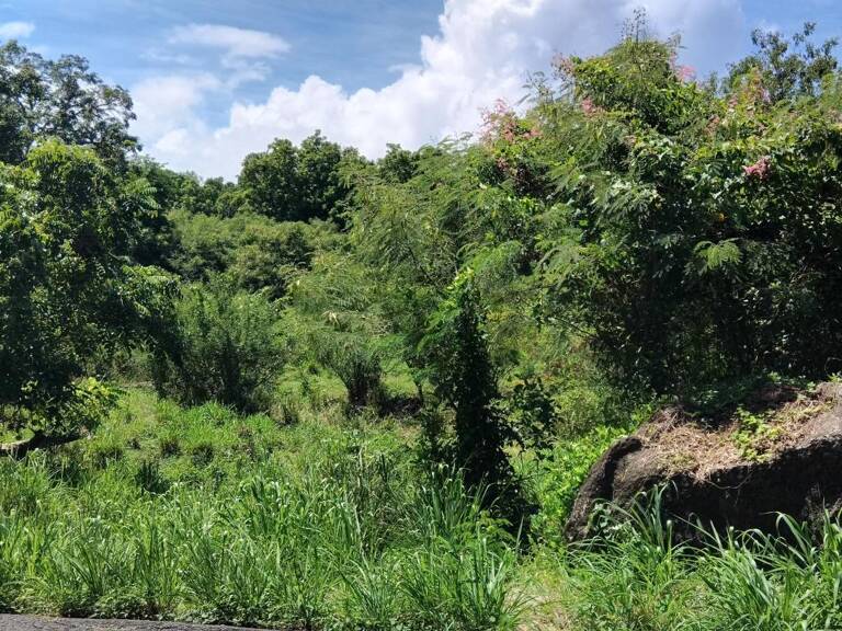 TERRAIN ~ 4 276M2 MORPHY 97116 300 000€ — photo 1