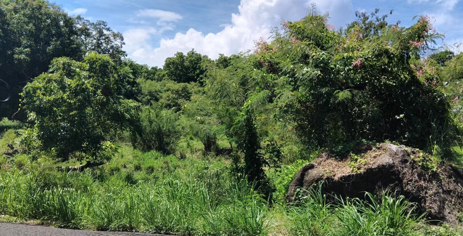TERRAIN ~ 4 276M2 MORPHY 97116 300 000€ — photo 1