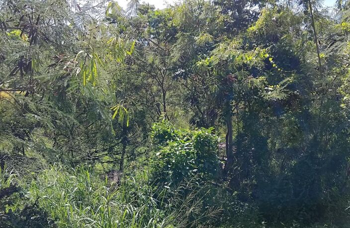 TERRAIN ~ 4 276M2 MORPHY 97116 300 000€ — photo 3