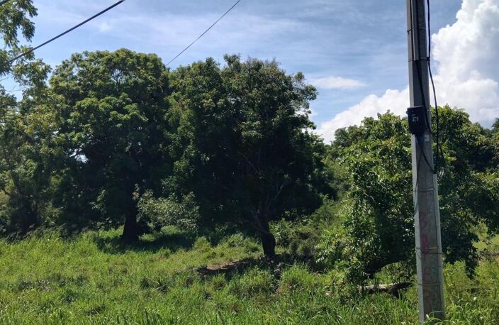 TERRAIN ~ 4 276M2 MORPHY 97116 300 000€ — photo 4