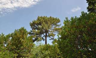 Maison 5 Pièces 140 m² à vendre à Arcachon (33120)