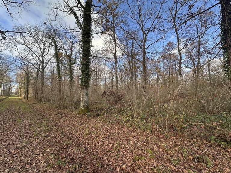 Forêt de 0 pièces principales — photo 1
