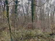 Forêt de 0 pièces principales — photo 3
