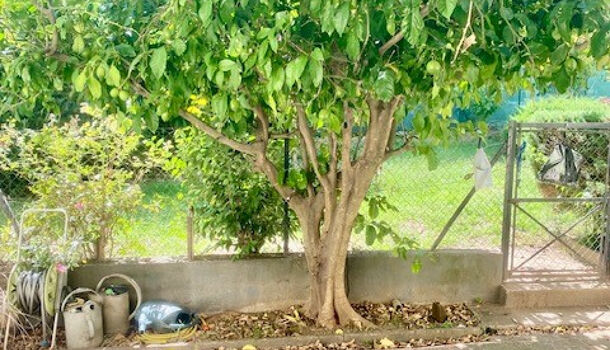 Appartement 2 pièces  à vendre Amélie-les-Bains-Palalda 66110