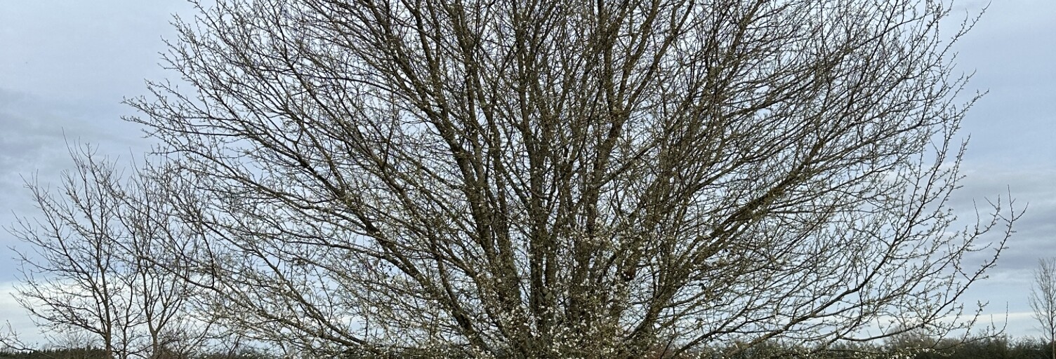 Terrain  1500 m² à vendre à Saint-Antoine-de-Breuilh (24230)