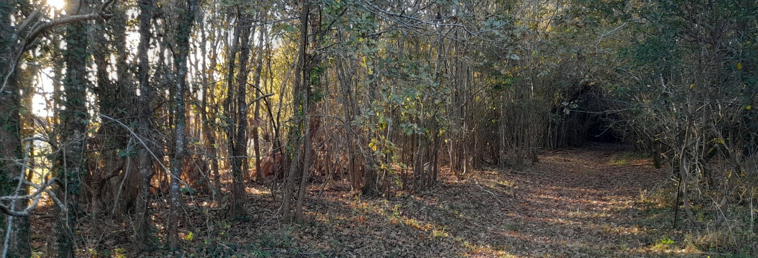 Terrain  3132 m² à vendre à Biscarrosse (40600)