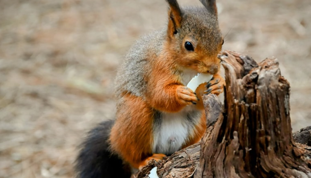 Appartement 3 pièces  à louer Barcarès (Le) 66420