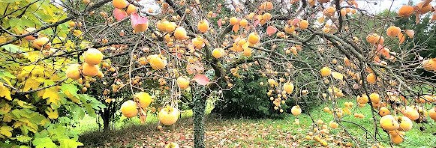 Maison 8 Pièces 370 m² à vendre à Vernaison (69390)