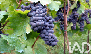 Terrain  20000 m² à vendre à Lalande-de-Pomerol (33500)