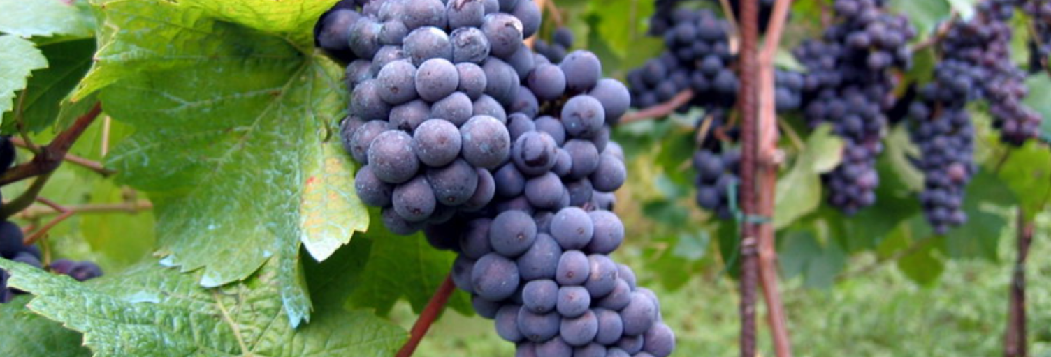 Terrain  20000 m² à vendre à Lalande-de-Pomerol (33500)