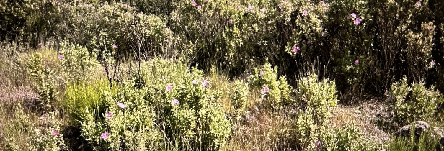 Terrain  10077 m² à vendre à Sainte-Maxime (83120)