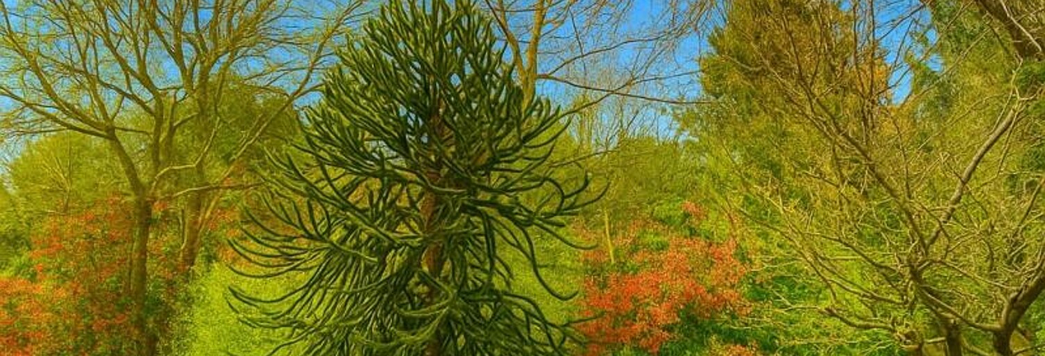 Terrain 790 m² à construire La Teste-de-Buch (33260)