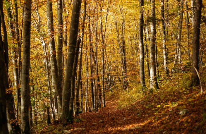 PROCHE PEYREHORADE ( Commune de Saint Cricq du Gave ) - TERRAINS BOISES - 3,9 ha — photo 2