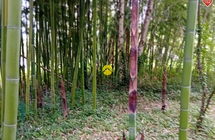 ET AU MILIEU COULE LA RIVIÈRE  — photo 5