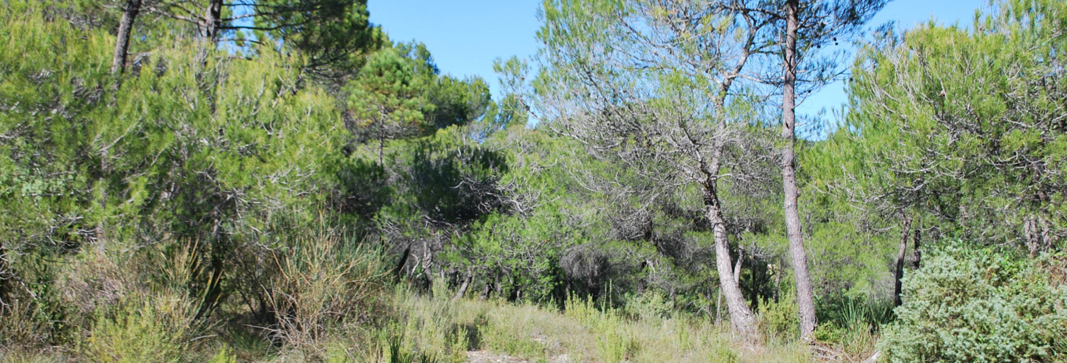 Terrain  1041 m² à vendre à Salernes (83690)