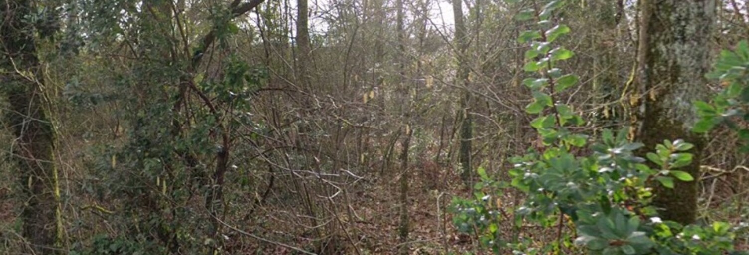 Terrain  1194 m² à vendre à La Brède (33650)