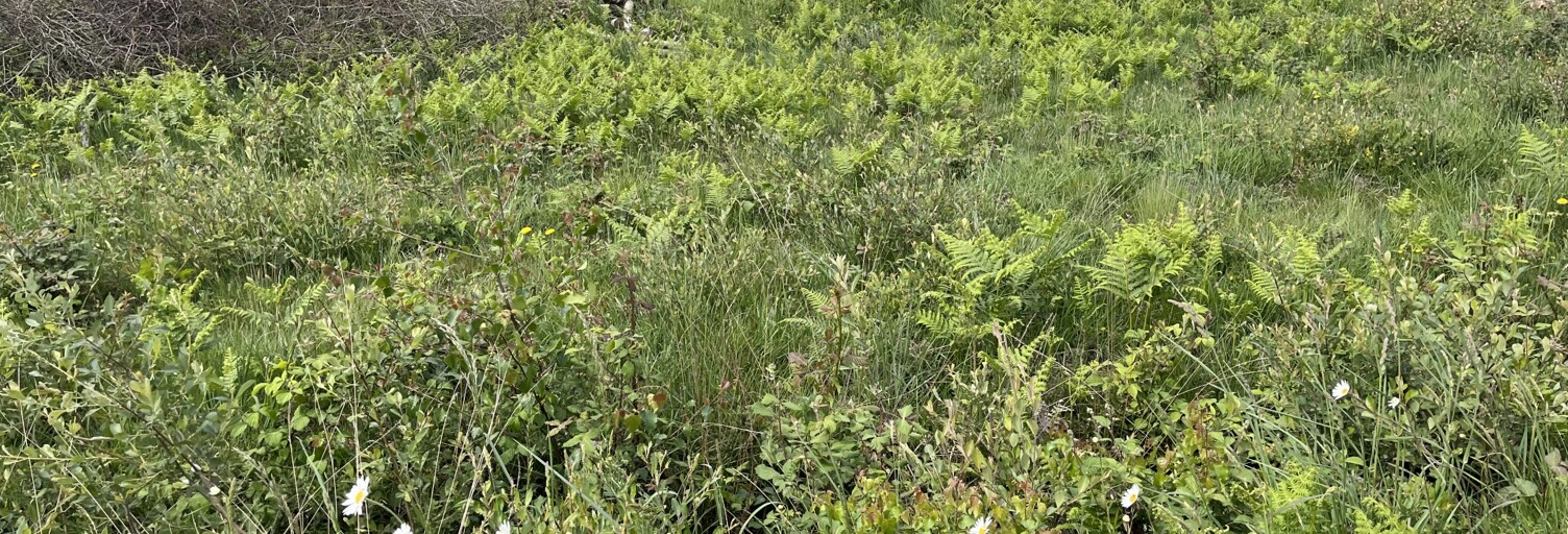 Terrain  1000 m² à vendre à Landaul (56690)