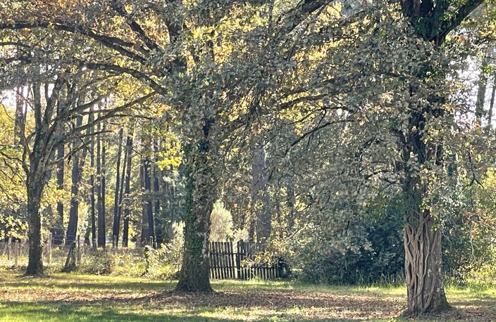 LANDAISE SUR AIRIAL de 3h400 (ha) -Gironde (33) - NOUVELLE A — photo 3
