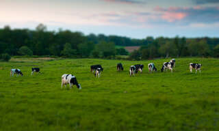 Terrain  16500 m² à vendre à Tincques (62127)