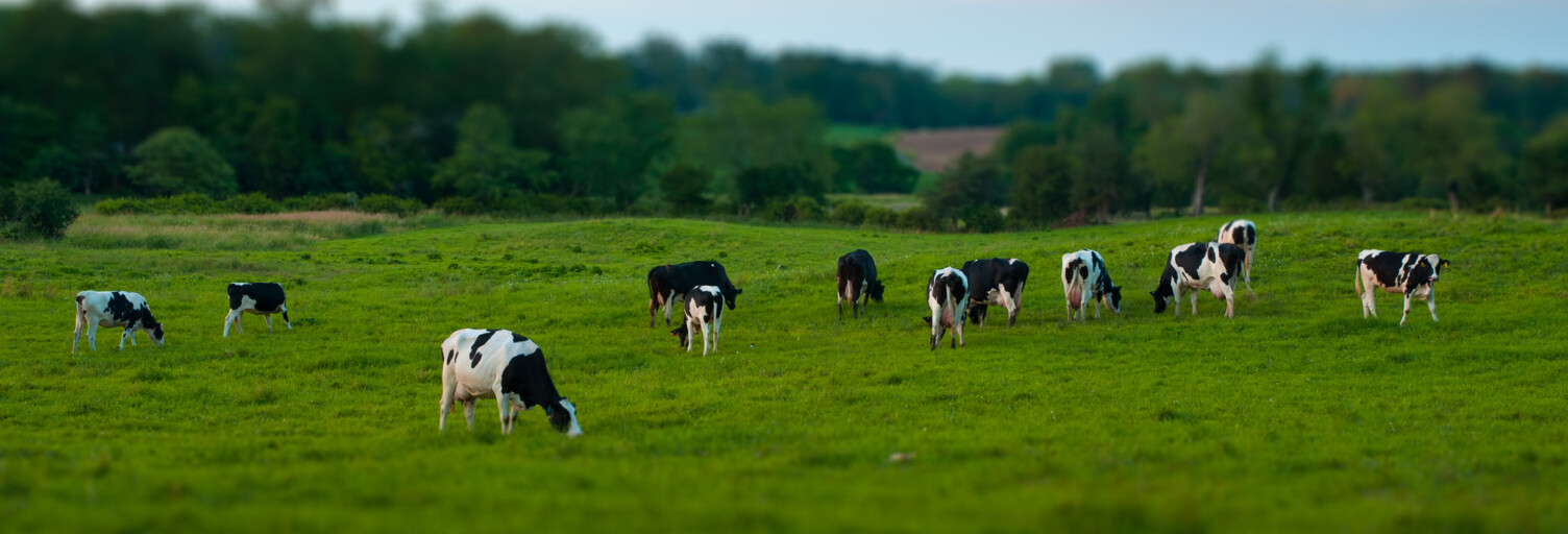 Terrain  16500 m² à vendre à Tincques (62127)