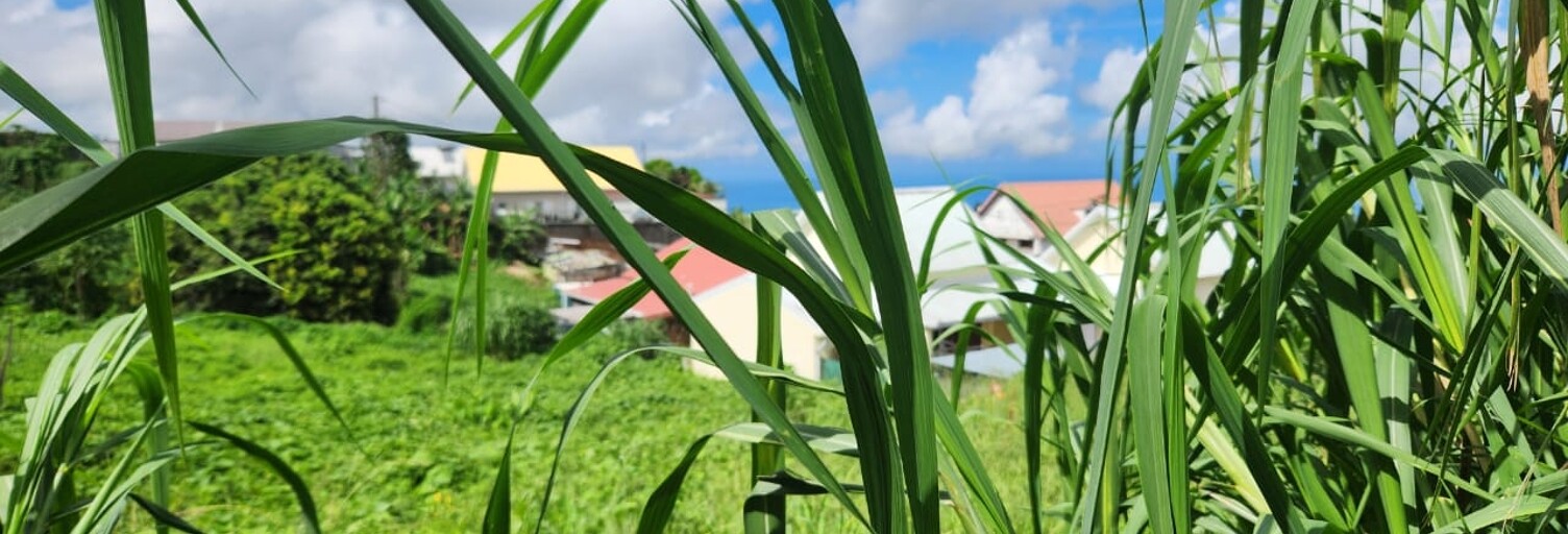 Terrain  1200 m² à vendre à Le Tampon (97430)