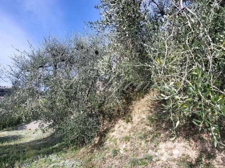 TERRAIN CONSTRUCTIBLE LAS PLANAS — photo 1