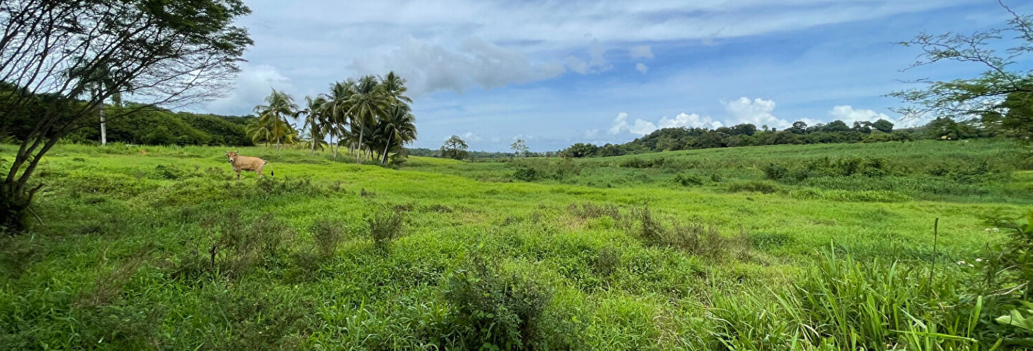 Terrain  1000 m² à vendre à Petit-Bourg (97170)