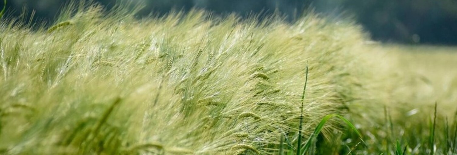 Maison  10000 m² à vendre à Claira (66530)