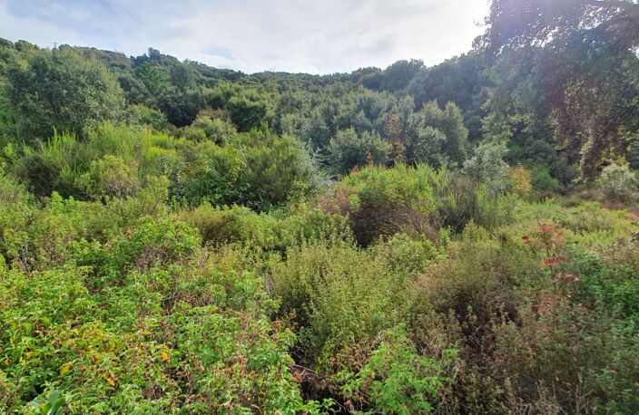 Terrain de 3 000 m² à vendre – Petreto-Bicchisano — photo 2