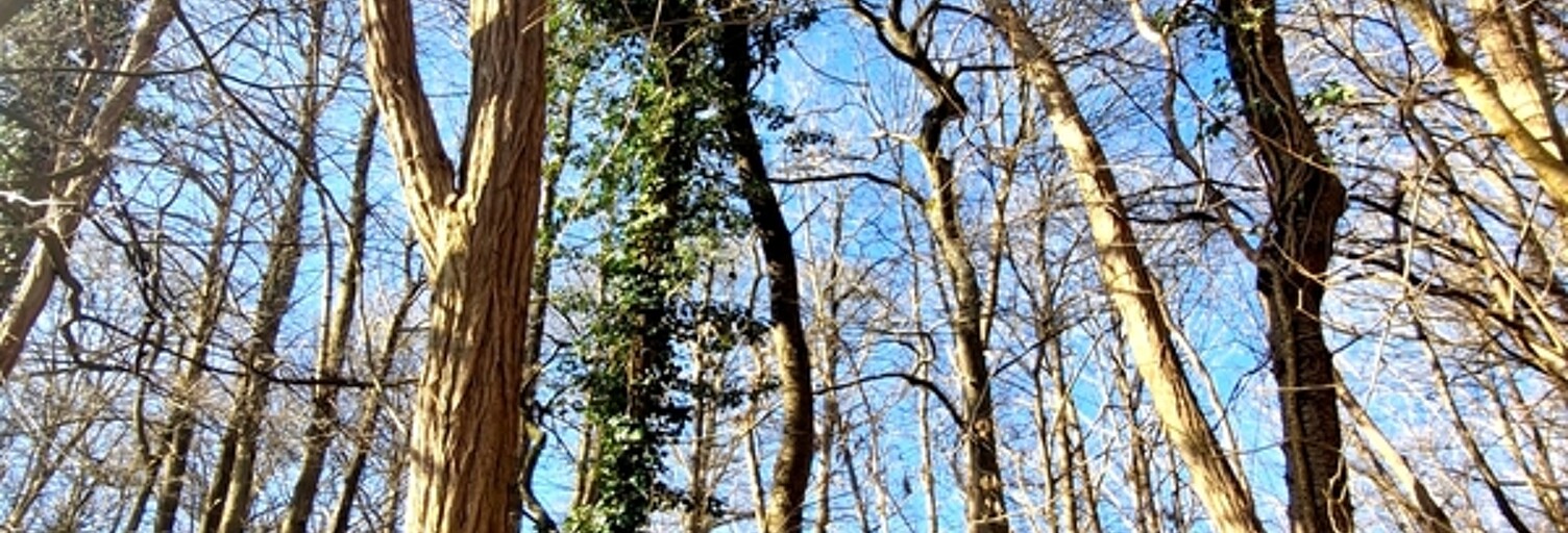 Terrain  1886 m² à vendre à Ronquerolles (95340)