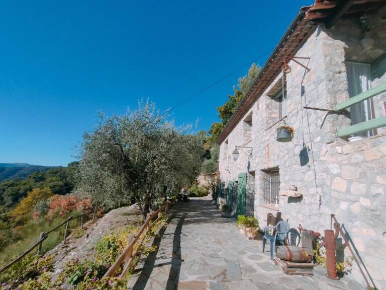 A vendre très belle propriété avec oliveraie à L'Esacrène — photo 1