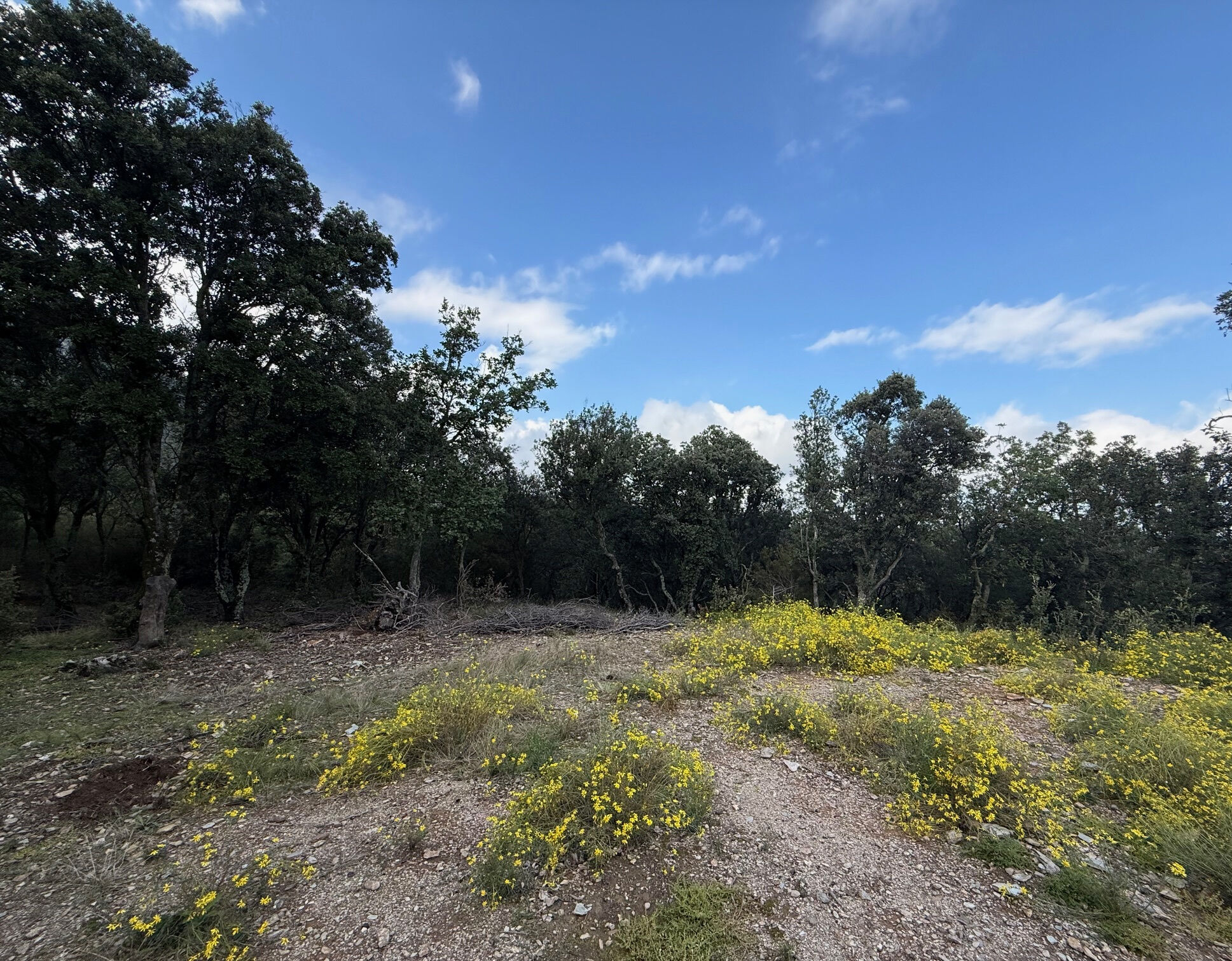 Terrain  à vendre Montbolo 66110